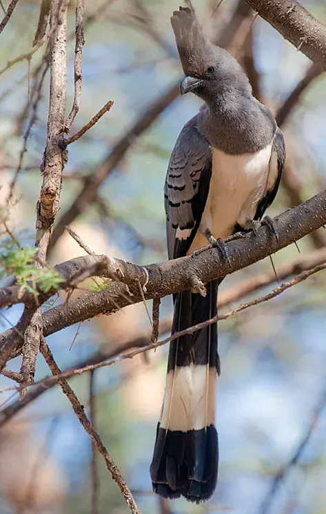 The White-bellied go-away-bird card