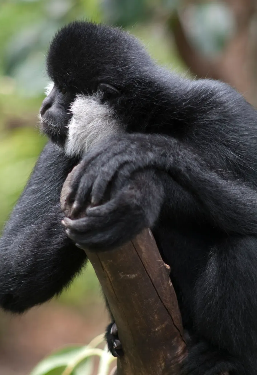 La carte Gibbon à favoris blancs du Nord