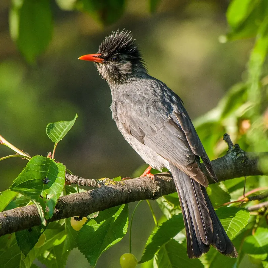 The Black bulbul card