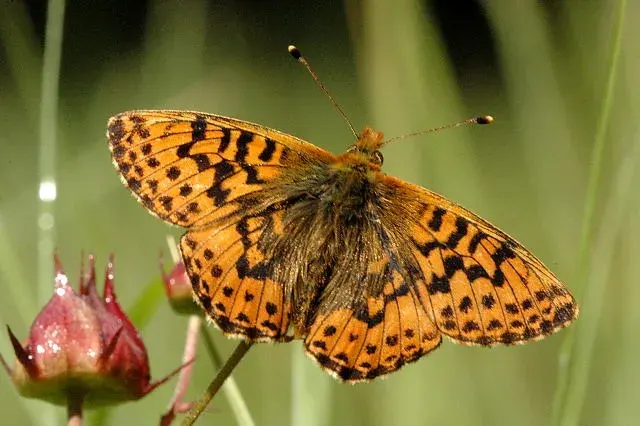 The Boloria aquilonaris card